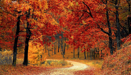 autunno - foglie